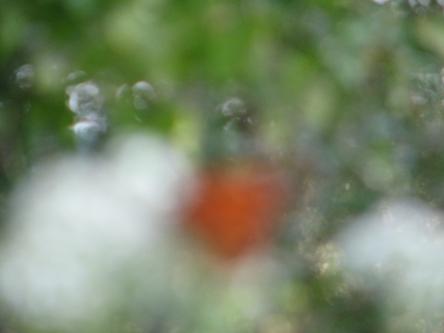 2009/10(October)/Misc/640x480_20100206 563.JPG
